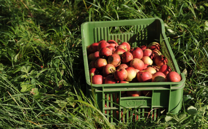 Jablkové hodovanie sa tento rok uskutoční v rekordných 18 mestách a obciach Bratislavského kraja