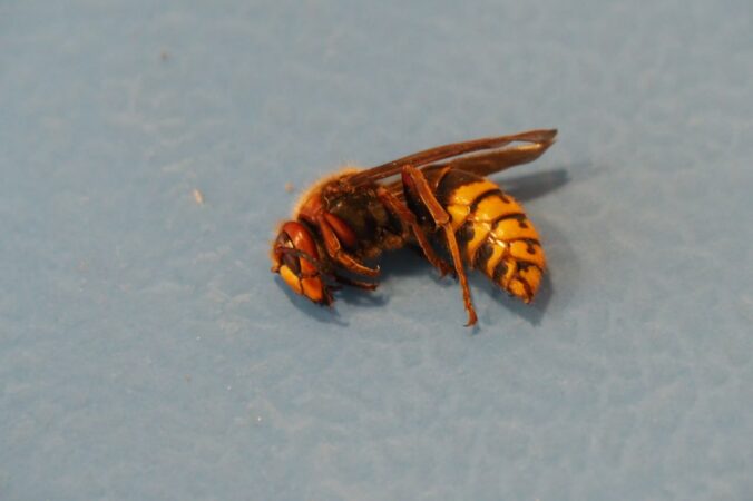 Sršne odstavili športovú halu v trnavskej Modranke. Celá stena nám bzučí, povedala správkyňa – VIDEO