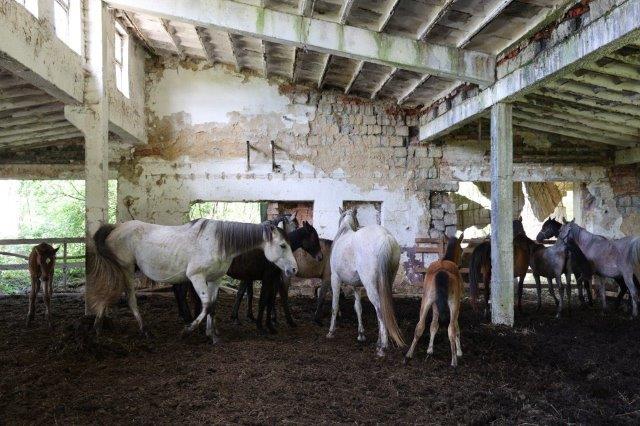 Muž v rozpadnutej maštali choval 20 koní v hrozných podmienkach, našli sa aj mŕtvoly žriebät