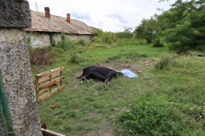 Neznámy páchateľ utýral v pivnici viac než 20-ročnú kobylu, hrozí mu päťročný trest
