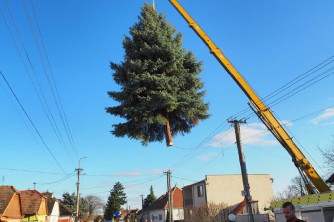 Trojičné námestie v Trnave zdobí vianočný stromček z Brestovian, na jeho mieste už rastie nový smrek – VIDEO, FOTO