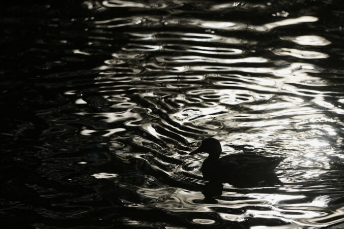 Seniorka za volantom riešila padajúce veci v aute, skončila v rybníku