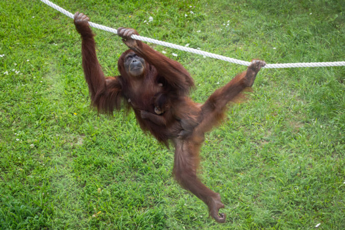 ZOO Bratislava vyzbierala vďaka benefičnému behu takmer 12-tisíc eur na zlepšenie podmienok zvierat