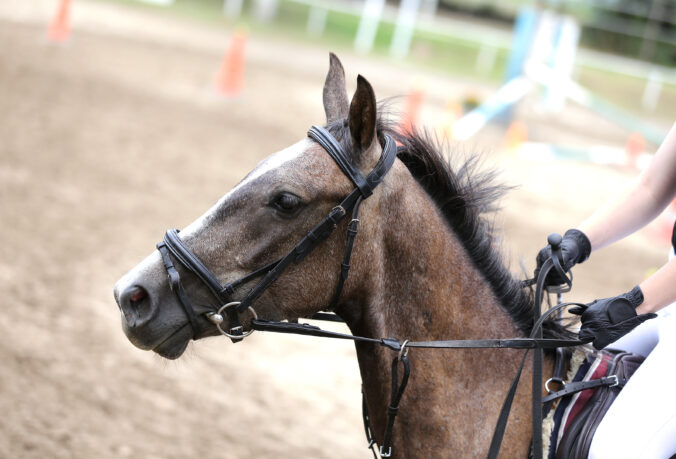 Mesto Prešov začína s výstavbou Národného jazdeckého tréningového centra