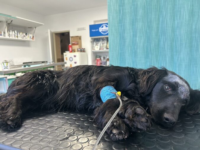 Opakovane ho bil a strieľal mu do hlavy, súd potrestal seniora za obzvlášť kruté týranie psa – FOTO