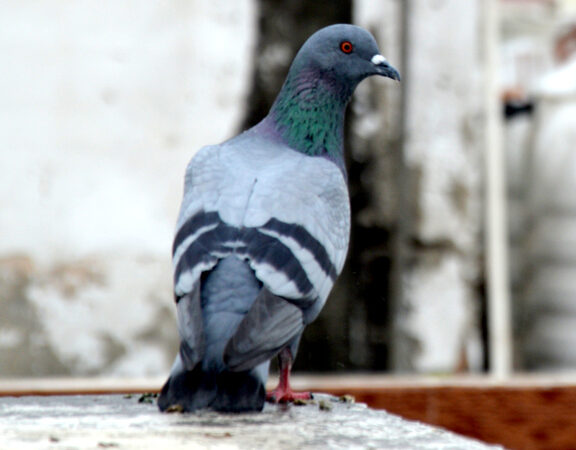 Michalovce zakázali obyvateľom kŕmiť holuby, mesto zaznamenalo zvýšený počet vtákov v centre aj na sídliskách