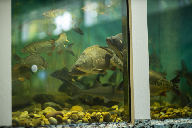 Rybári, poľovníci, včelári zbystrite pozornosť! Nitra pripravuje veľké výstavy