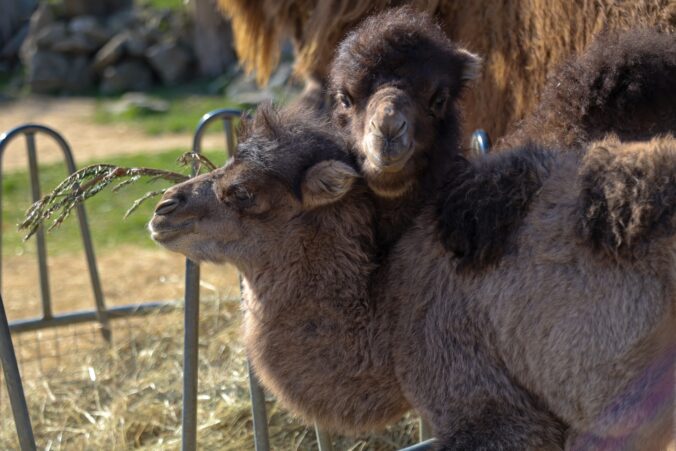 Bratislavská ZOO sa teší z troch nových mláďat ťavy dvojhrbej – FOTO